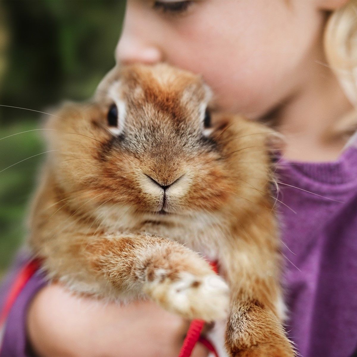Bunte Überraschung zu Ostern: tierische Geschenkideen von schleich®