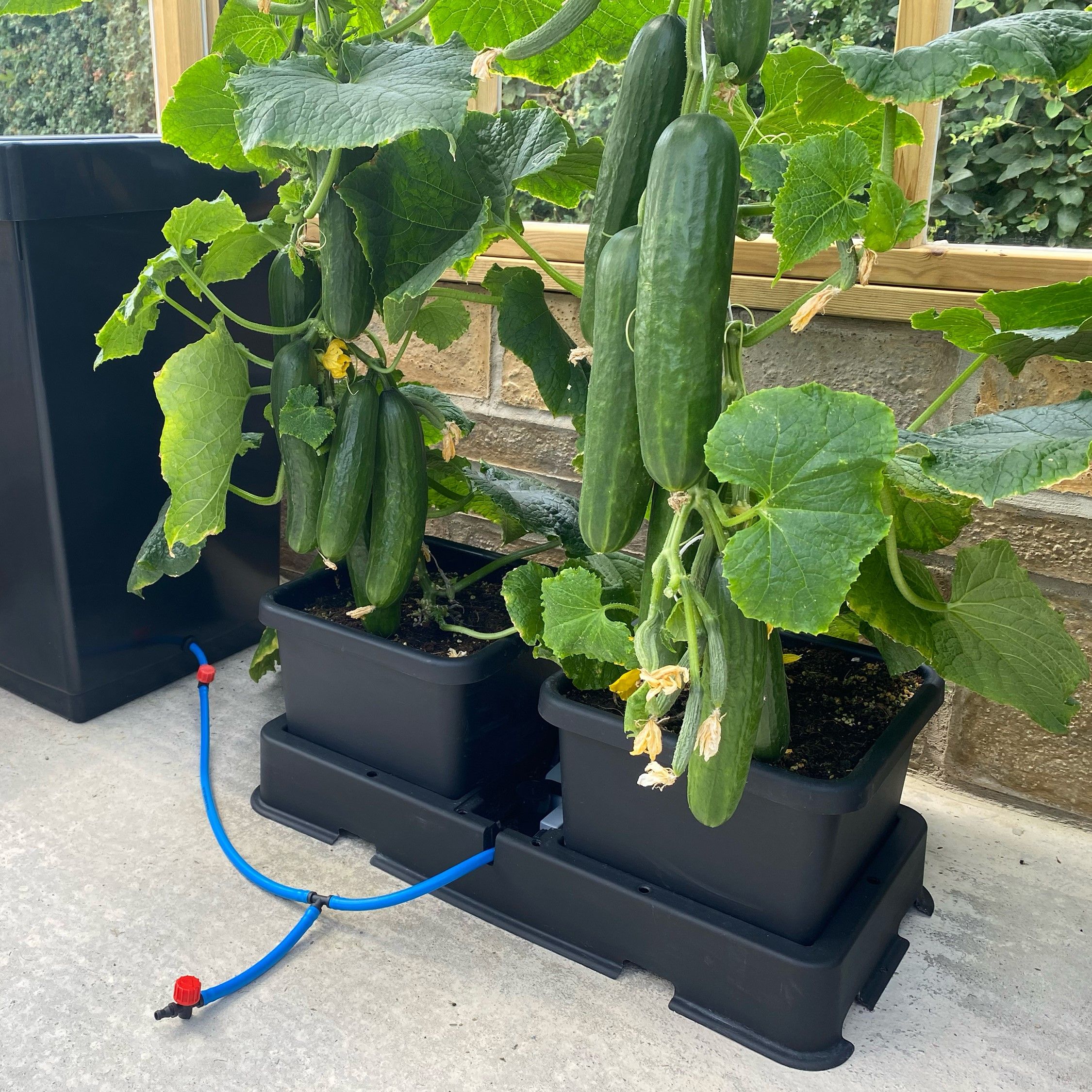 RHS endorses environmentally friendly watering systems from AutoPot